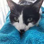 Julie Perron - Instagram Profile Picture of Julie Perron (@perron531) on Instagram