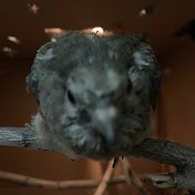 Profile Picture of A Kimble (@arinkimble2760) on Youtube