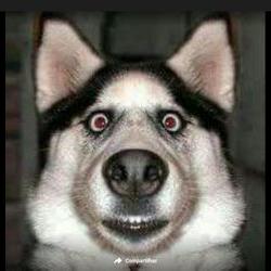 João Pedro Seabra Ab - Twitter Profile Picture of João Pedro Seabra Ab (@seabra_ab) on Twitter