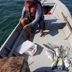 Allison Fernando Nunes - Instagram Profile Picture of Allison Fernando Nunes (@babitongapescaembarcada) on Instagram