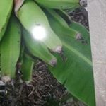 Profile Picture of Dionicio Reyes (@dioncio.reyes) on Instagram