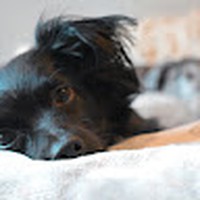 Profile Picture of Natasha Ramroop Walker (@natasha-ramroop-walker) on Quora