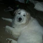 Profile Picture of Michele Ann McCuen (@micheleannmccuen) on Instagram
