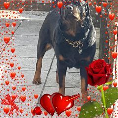 Profile Picture of rossmorter (@rossmorter) on Tiktok