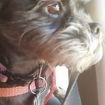 Profile Picture of Shirley Brothers (@mommomngog) on Instagram