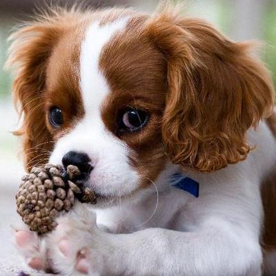 Profile Picture of Cavalier KingCharles (@KingCharlesCavs) on Twitter