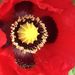 Profile Picture of Ian Reade (@ian3365) on Pinterest