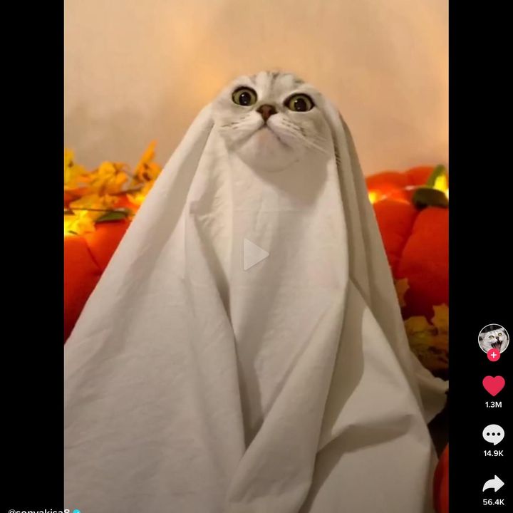 Profile Picture of mellettpatrick (@mellettpatrick) on Tiktok
