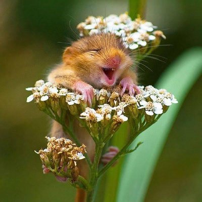 Profile Picture of Gillian Smart (@gillpgsmart1) on Twitter