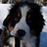 Profile Picture of Neil Chatterjee (@ichats) on Flickr