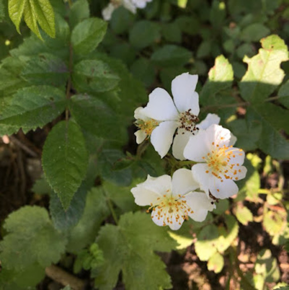 Profile Picture of Sky Bennett (@skybennett954) on Poshmark