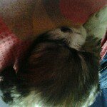 Profile Picture of percy david (@david_r_i_hotmailcom) on Instagram