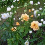 Profile Picture of Kimloch (@kimlochmaduro7) on Instagram