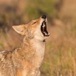 Profile Picture of Hamdocs (@hambright.stephen) on Instagram