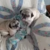 Profile Picture of Francis Duncan Campbell (@McCully) on Tiktok