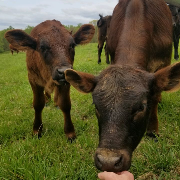 Profile Picture of Jeff Langle (@@jefflangle) on Tiktok