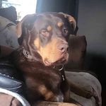 Profile Picture of Mark Lamoureux (@mark.lamoureux) on Instagram