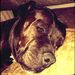 Profile Picture of Alice Collette (@alicecollette9) on Pinterest
