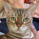 Profile Picture of Avril Robinson (@avrilrobinson) on Instagram