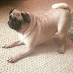 Profile Picture of Audrey Corby (@bellaboo649) on Instagram