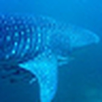Profile Picture of Richard Dubai Diver (@richard dubai diver) on Flickr