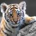 Profile Picture of Aaron Chapagain (@aaronchapagain) on Pinterest