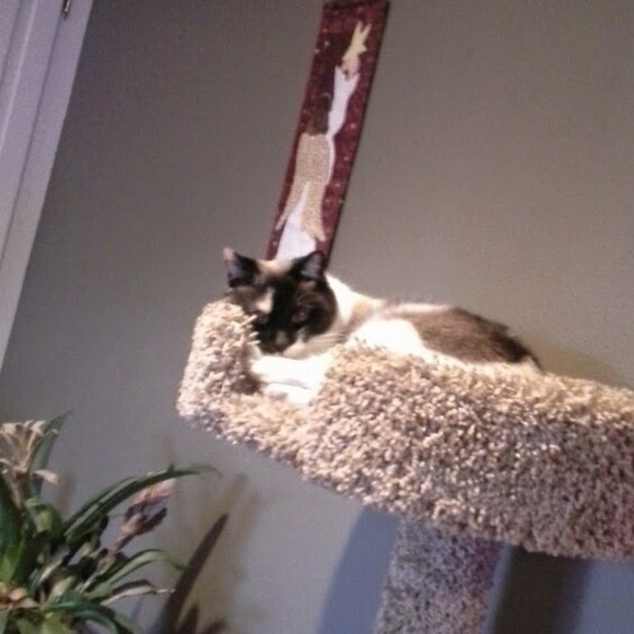 Abby Crace - Poshmark Profile Picture of Abby Crace (@acrace16) on Poshmark