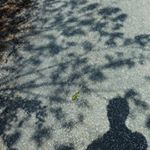 Profile Picture of 舞姫立夏 (@ricca_dayo) on Instagram