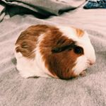 Profile Picture of Daryl Baldwin (@daryl_guinea) on Instagram