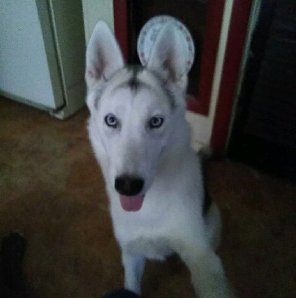 Profile Picture of Victoria Norflett (@theduchess5357) on Poshmark