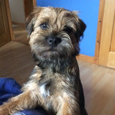 Profile Picture of RubyTheBorderterrier (@RubyLockhart_) on Twitter