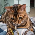 Profile Picture of Bobbi & Frankie (@bobbi_and_frankie) on Instagram