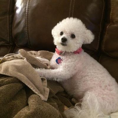 Profile Picture of Charlene Hopkins (@hopki15) on Twitter