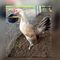 Profile Picture of David Ambrosio (@david.ambrosio.9237) on Facebook