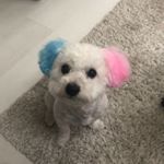 Profile Picture of 🧸𝔸𝕝𝕖𝕩𝕒𝕟𝕕𝕣𝕒💸 (@alexandra._.samson) on Instagram