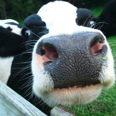 Profile Picture of Albert Kamps (@AlbertKamps) on Twitter