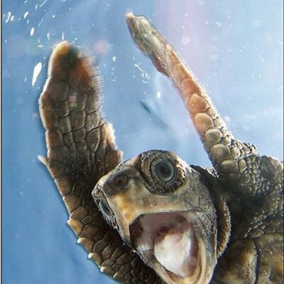 Profile Picture of Marcus Pritchard (@RockTurtle) on Twitter