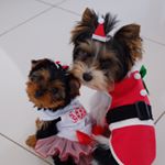 Profile Picture of Harvey and Gigi (@harveyandgigi) on Instagram