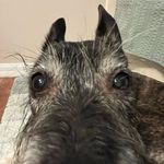 Profile Picture of aj (@aaron.belboda) on Instagram