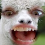 Profile Picture of bryan wilson the texas lawhawk (@starbucksrevinsta) on Instagram