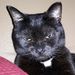 Profile Picture of Steven Fontaine (@stevenfontaine98) on Pinterest