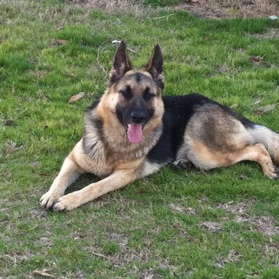 Profile Picture of Selena Weaver (@SelenaWeaver1) on Twitter