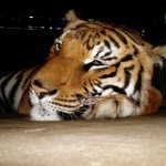 Profile Picture of Sean Croon (@selikas) on Instagram