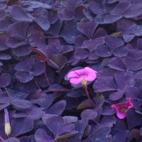 Steven Shen - Quora Profile Picture of Steven Shen (@steven-shen-27) on Quora