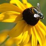 Profile Picture of Susan Larsen (@susan.larsen.3760) on Instagram