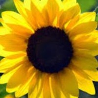 Profile Picture of Emma Herzog (@emma-herzog-3) on Quora