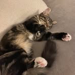 Profile Picture of Alice Whitelock (@Alice-Whitelock) on Facebook