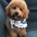 Profile Picture of Ralph The Cavapoo (@ralphythecavapoochon) on Instagram