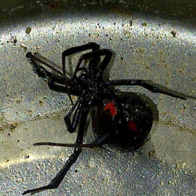 Profile Picture of JJ (@joe_steckler) on Twitter