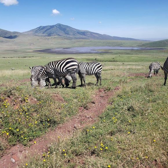 Profile Picture of Cynthia Markham (@cyn2356) on Poshmark